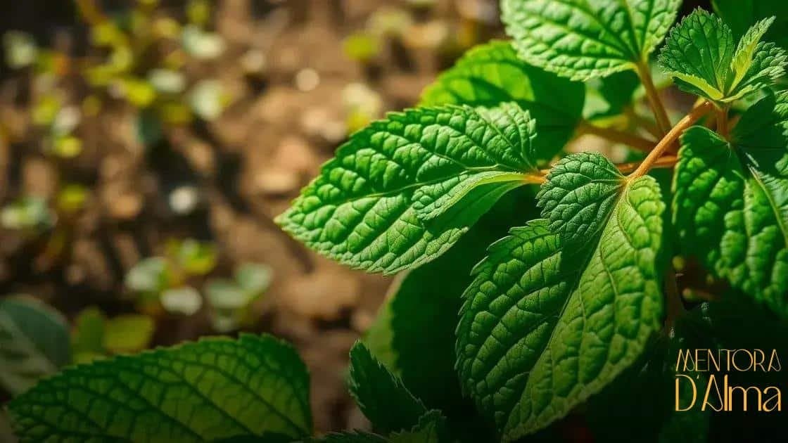 Arruda contra mau-olhado: descubra o poder dessa erva para proteção rápida Arruda contra mau-olhado: descubra o poder dessa erva para proteção rápida