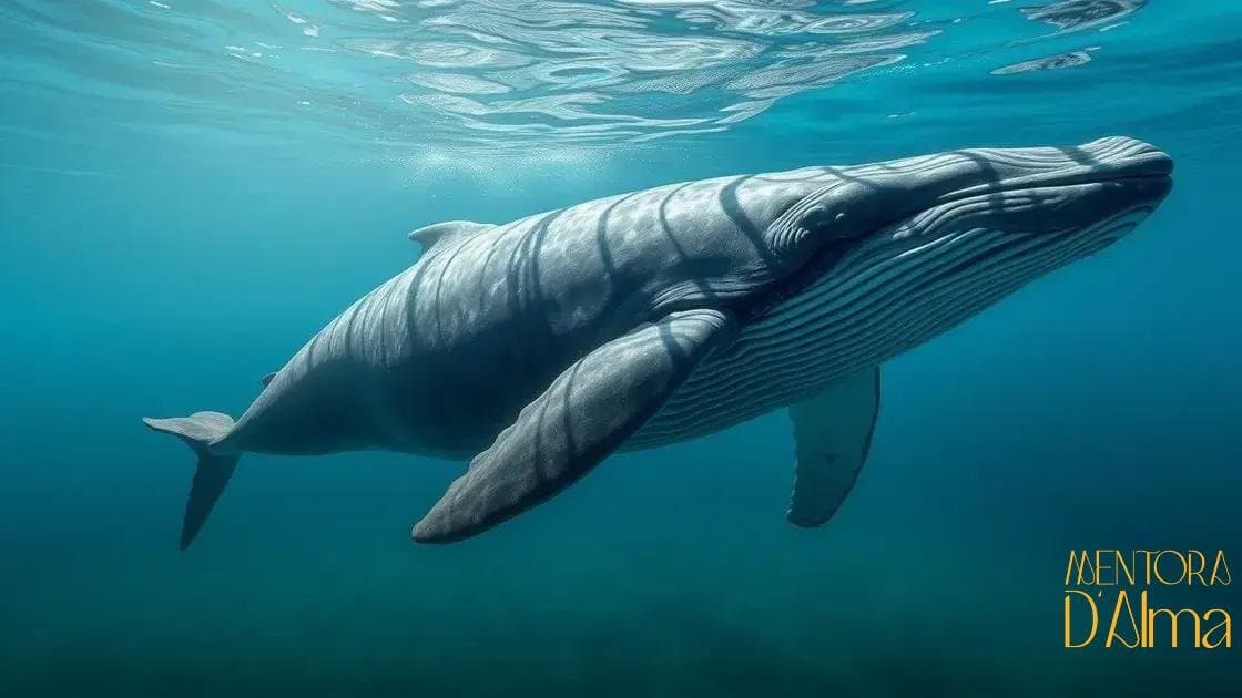 Significado de sonhar com baleia: descubra mensagens que esse sonho traz